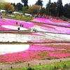 芝桜 🌸とチューリップ🌷  (^_^)