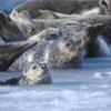 稚内アザラシ