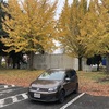 紅葉に桜咲く？！