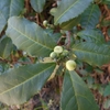 Camellia sinensis　チャノキ