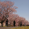 101本の春めき桜