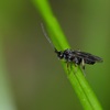 昆虫写真｜嫌われがち？？ でも 好印象