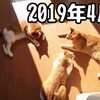 にゃんこ写真で一年を振り返ってみよーっ