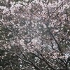 近所の桜　’２１