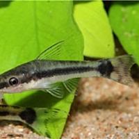 オトシンクルスとは 動植物の人気 最新記事を集めました はてな オトシンクルスとは 動植物の人気 最新記事を集めました はてな