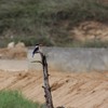 ヤマショウビン(Black-capped Kingfisher)