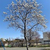 4月24日(土)2021 令和3年卯月(うづき)🌔3月13日