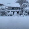 雪と猫。