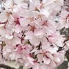 大阪狭山市にある日本最古のため池の桜