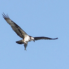 海で鳥を探す