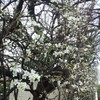 昨日より暖か午後から雨