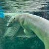 ゴールデンウィークは楽しめましたか？旭山動物園やおたる水族館などいきましたよ！