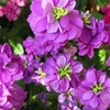 ストックの多様な花