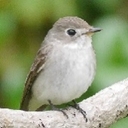 中の人１探鳥報告