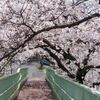 高齢者のための安価な娯楽　春は花めぐり