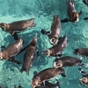 今年も楽しくコンプリート！　葛西臨海水族園その３