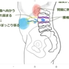 胃腸の前に腎臓が弱っている