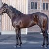 東サラなお馬さん（１歳馬）