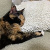 ねこ里親生活【１６００日目】ねこさん、学習する