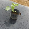 スイカ、露地メロン、瓜の定植ととうもろこしの土寄せ！