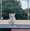 夏祭り