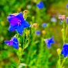 ７月１日