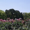 梅雨の晴れ間 鶴舞公園