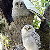 フクロウのひな、間もなく巣立ち　増田町のリンゴ園（秋田県）