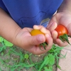 保育園に行く前にずっと狙ってたミニトマトの収穫🍅今年初♪