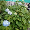 紫陽花と黄昏…