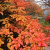 フォト・ライブラリー(405)六甲山高山植物園の紅葉2013