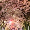 夜桜隧道