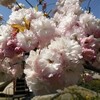 ソメイヨシノは去っても春の花は賑やかなようで（その１）