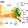 【基礎から学ぶ】耳の構造と機能（平衡感覚・聴覚）【解剖生理学】