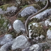 　西福寺開山堂