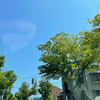 本日の新緑！