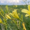 熊本　１０日連続で真夏日