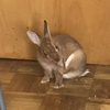 朝活ちゃっぴぃ門番復活砲
