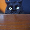 リベンジ写真