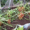 レモングラスの植え替えと赤じその苗を植える