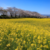 藤原宮跡の桜並木