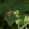 カナムグラの花に集まるミツバチ
