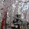 京都旅行2019/3日目醍醐寺の桜