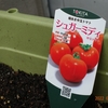 今年も植えました「中玉トマト」