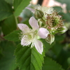 Blackberry, Rubus fruticosus 'Thornfree' (May 2017)