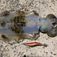 アオリイカが絶対釣れる最強エギカラー 超信頼おすすめの一本 Taketiyo釣りブログ