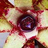 ネオレゲリアが開花しました