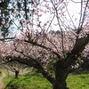 三隅梅林公園に咲いていた梅の花たちをパチリ ⑧