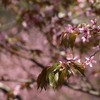 HANAMI in Finland!