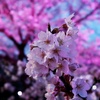 やーっと、やっと、小金井公園での桜を楽しめた